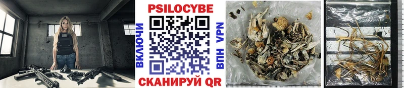 где продают наркотики  Кириши  mega онион  Галлюциногенные грибы Psilocybine cubensis 