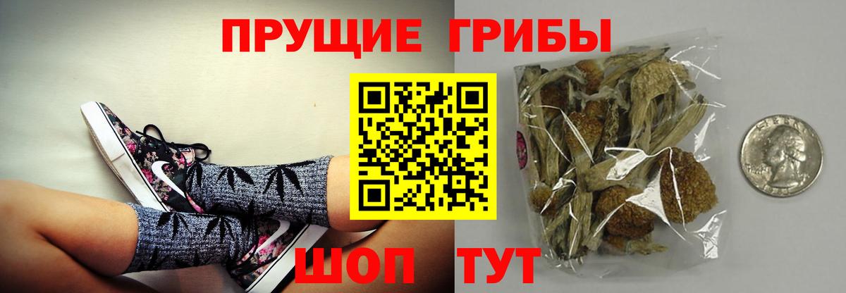 Галлюциногенные грибы Psilocybe Кириши